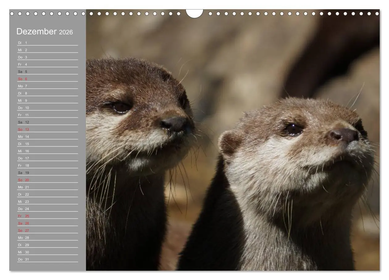 Bild: 9783516010916 | Otter. Frech, laut und clever (Wandkalender 2026 DIN A3 quer),...