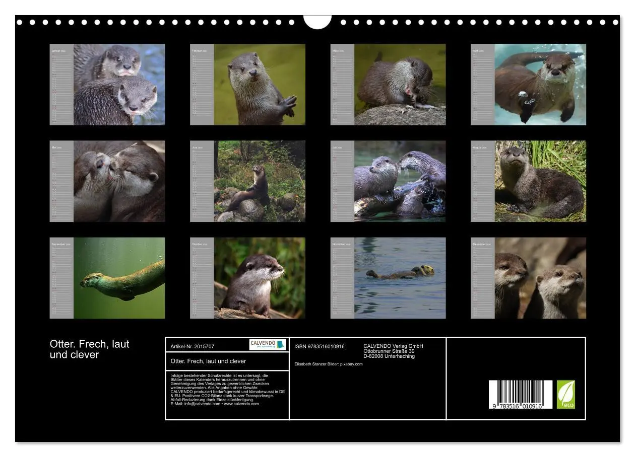 Bild: 9783516010916 | Otter. Frech, laut und clever (Wandkalender 2026 DIN A3 quer),...