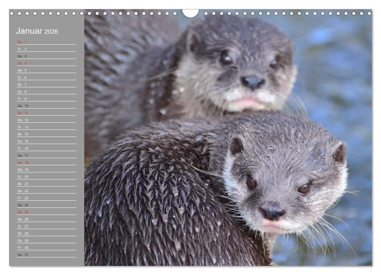 Bild: 9783516010916 | Otter. Frech, laut und clever (Wandkalender 2026 DIN A3 quer),...