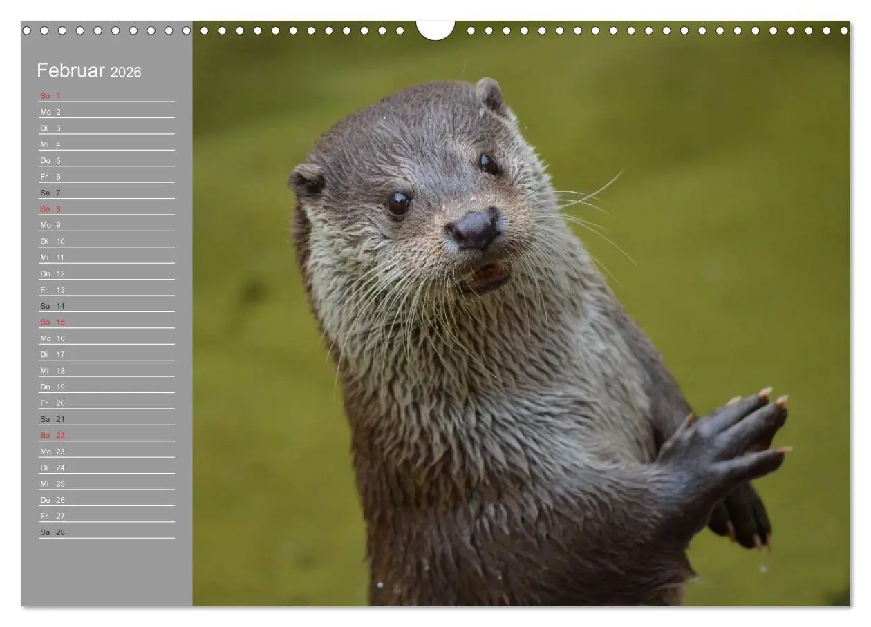 Bild: 9783516010916 | Otter. Frech, laut und clever (Wandkalender 2026 DIN A3 quer),...