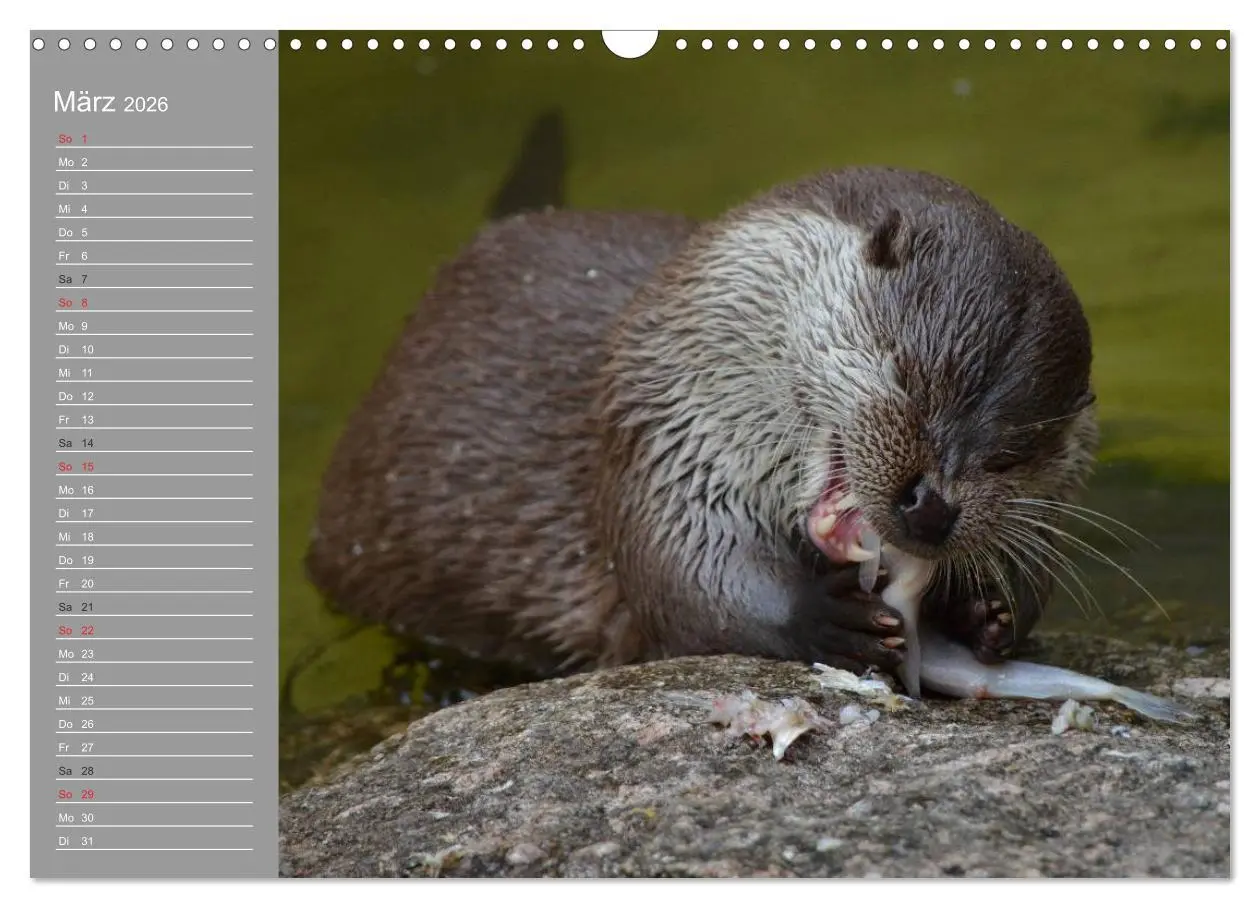 Bild: 9783516010916 | Otter. Frech, laut und clever (Wandkalender 2026 DIN A3 quer),...
