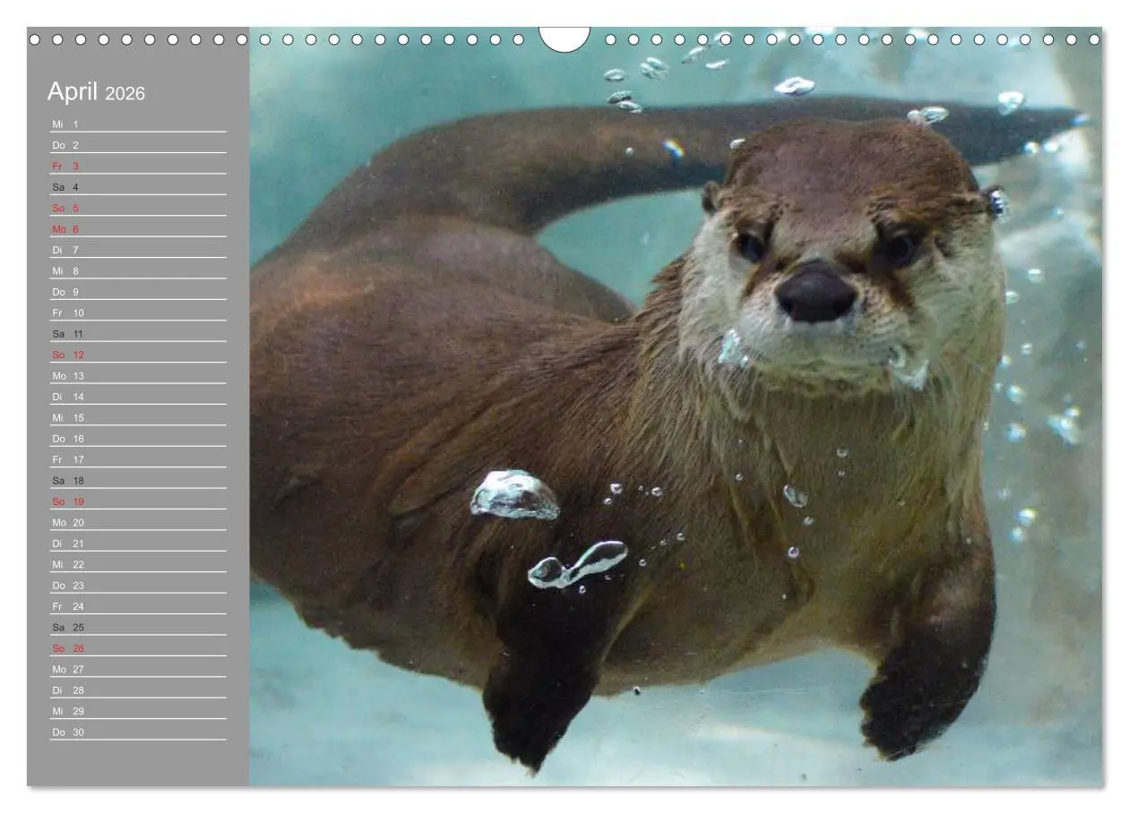 Bild: 9783516010916 | Otter. Frech, laut und clever (Wandkalender 2026 DIN A3 quer),...