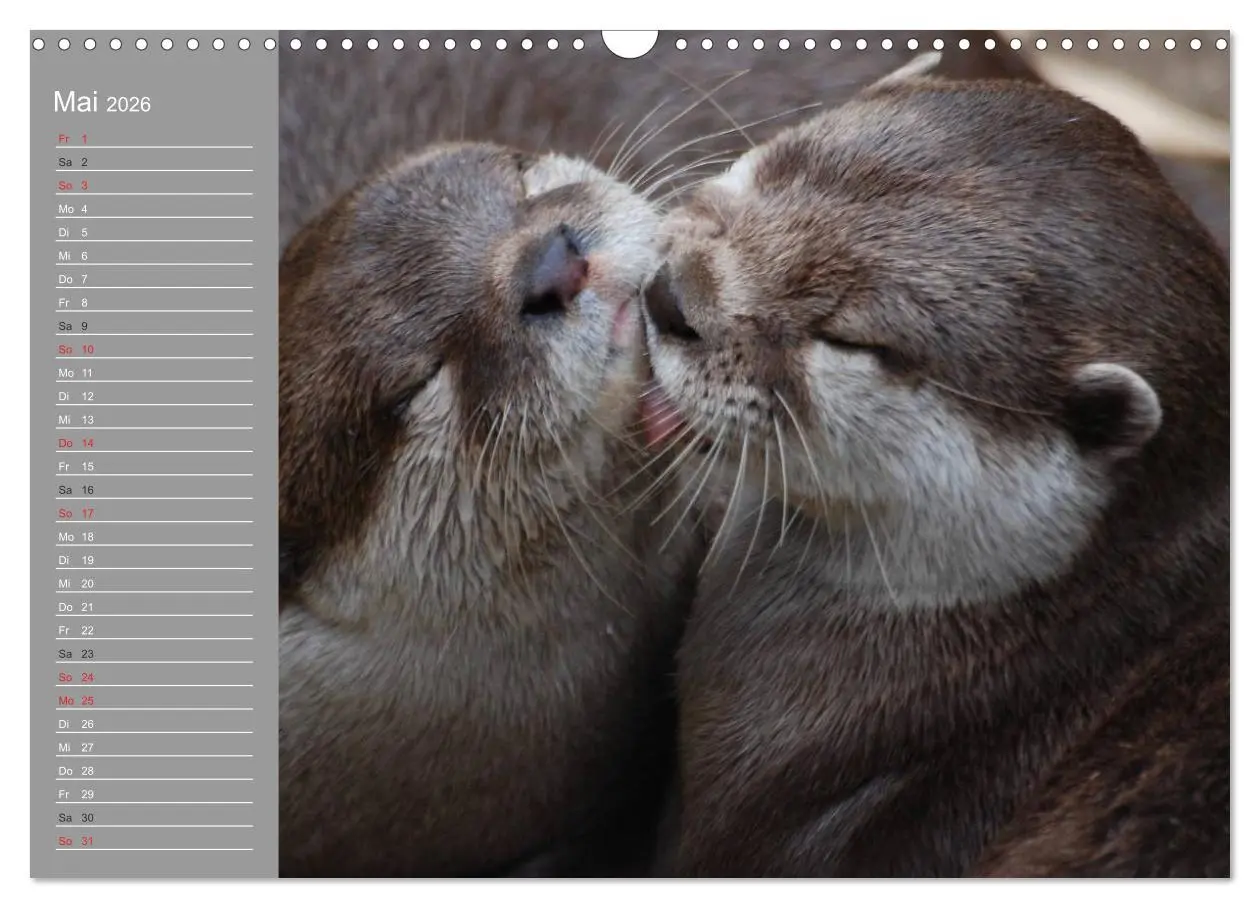 Bild: 9783516010916 | Otter. Frech, laut und clever (Wandkalender 2026 DIN A3 quer),...