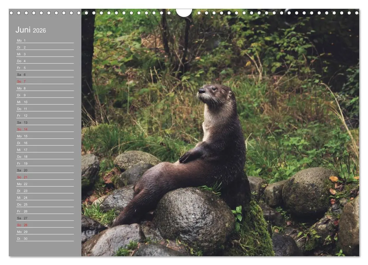 Bild: 9783516010916 | Otter. Frech, laut und clever (Wandkalender 2026 DIN A3 quer),...