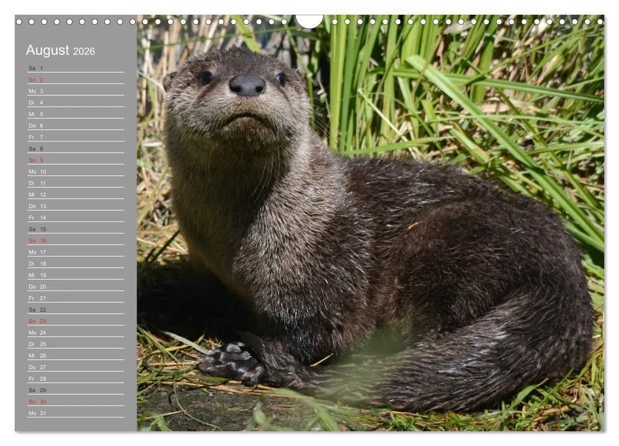 Bild: 9783516010916 | Otter. Frech, laut und clever (Wandkalender 2026 DIN A3 quer),...