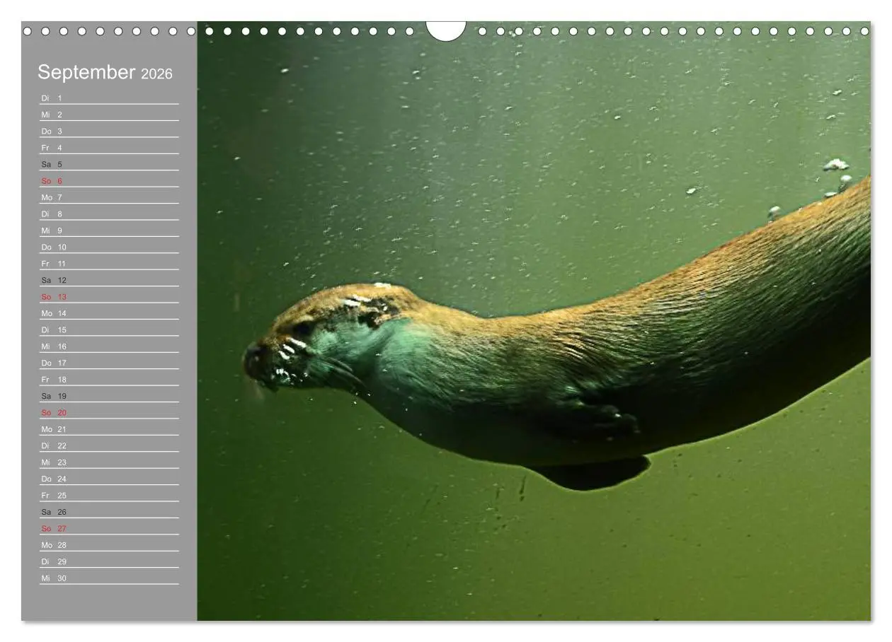 Bild: 9783516010916 | Otter. Frech, laut und clever (Wandkalender 2026 DIN A3 quer),...