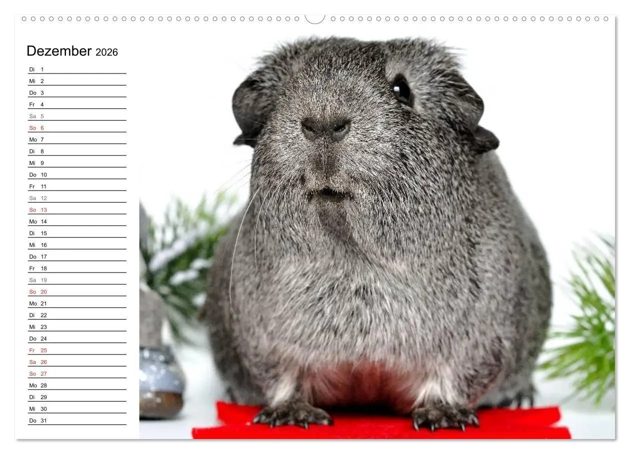 Bild: 9783516141016 | Meerschweinchen Niedliche Herzensbrecher (hochwertiger Premium...