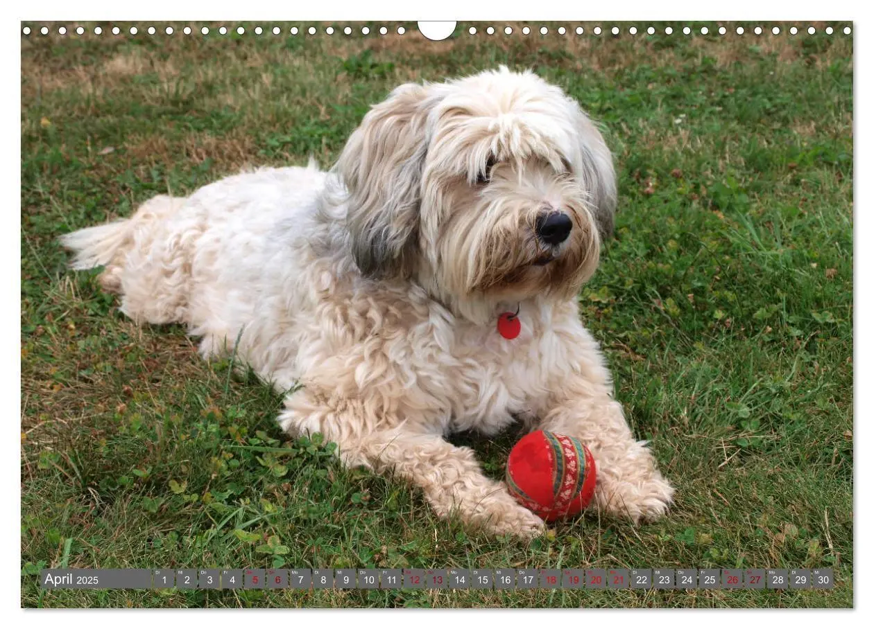 Bild: 9783435261116 | Tibet-Terrier - Eine Hunderasse mit Charakter (Wandkalender 2025...