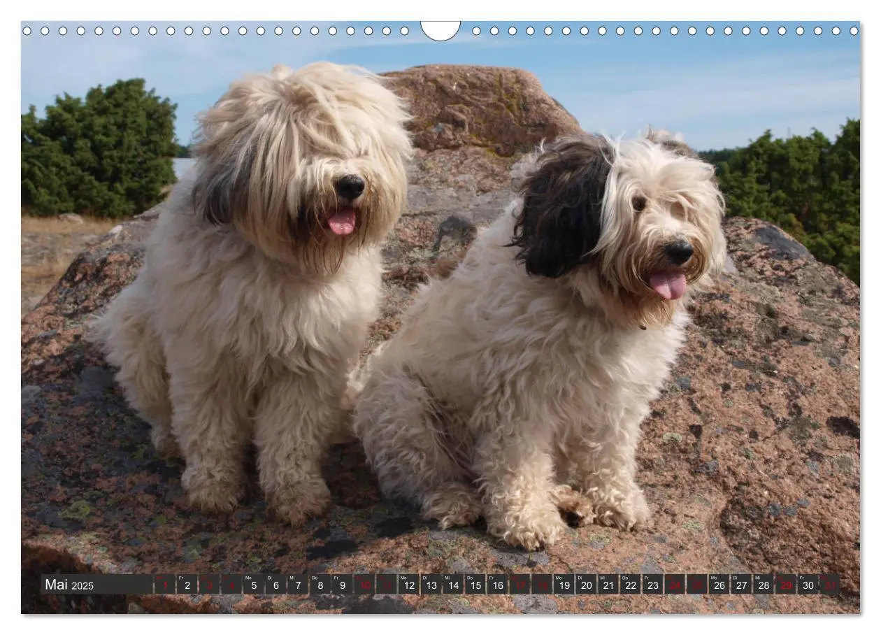 Bild: 9783435261116 | Tibet-Terrier - Eine Hunderasse mit Charakter (Wandkalender 2025...