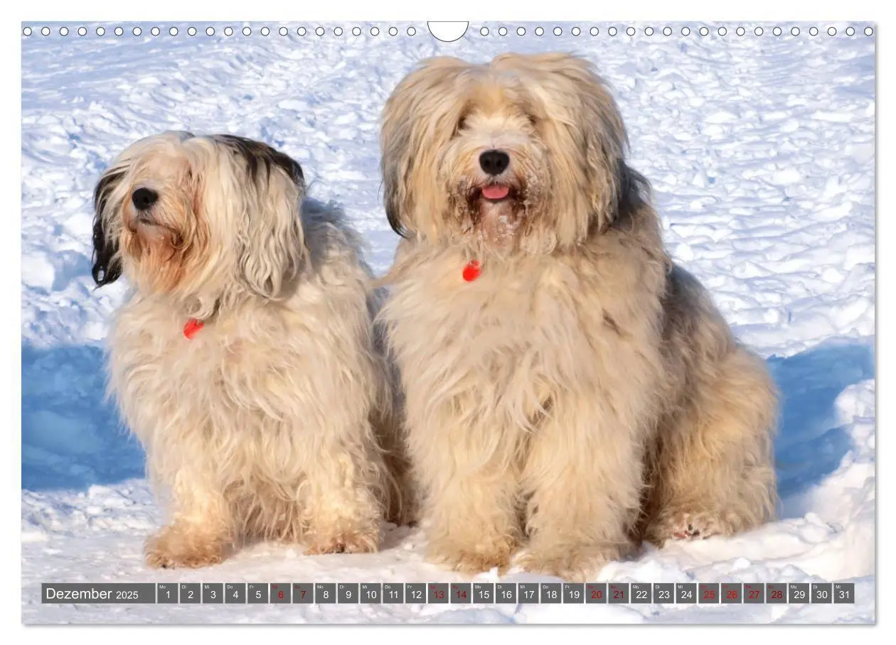 Bild: 9783435261116 | Tibet-Terrier - Eine Hunderasse mit Charakter (Wandkalender 2025...