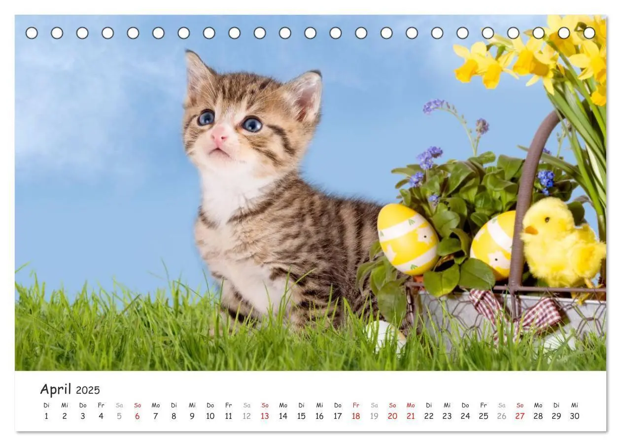 Bild: 9783435641116 | Kätzchen 2025 (Tischkalender 2025 DIN A5 quer), CALVENDO...