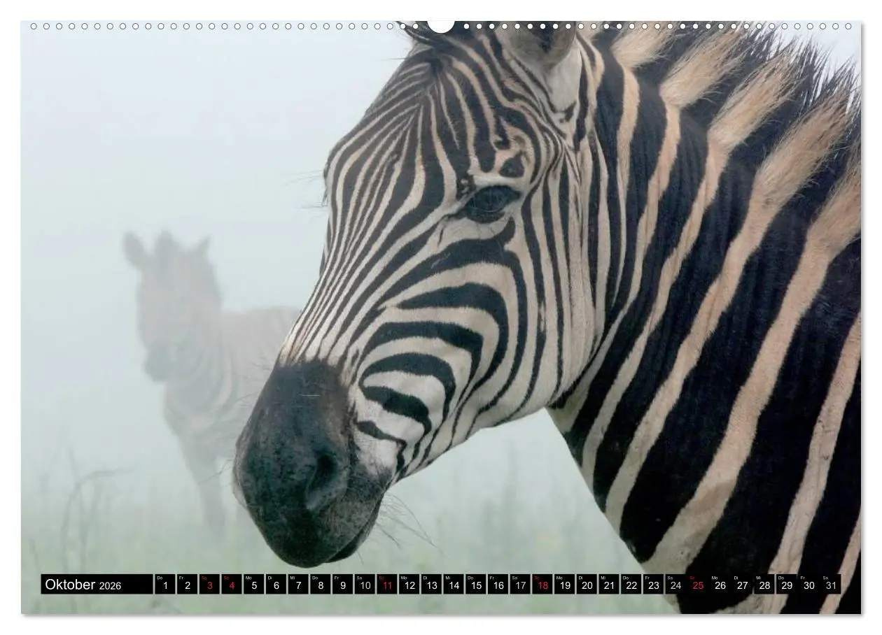 Bild: 9783516131116 | Zebras - Ungezähmte Kraft (Wandkalender 2026 DIN A2 quer), CALVENDO...