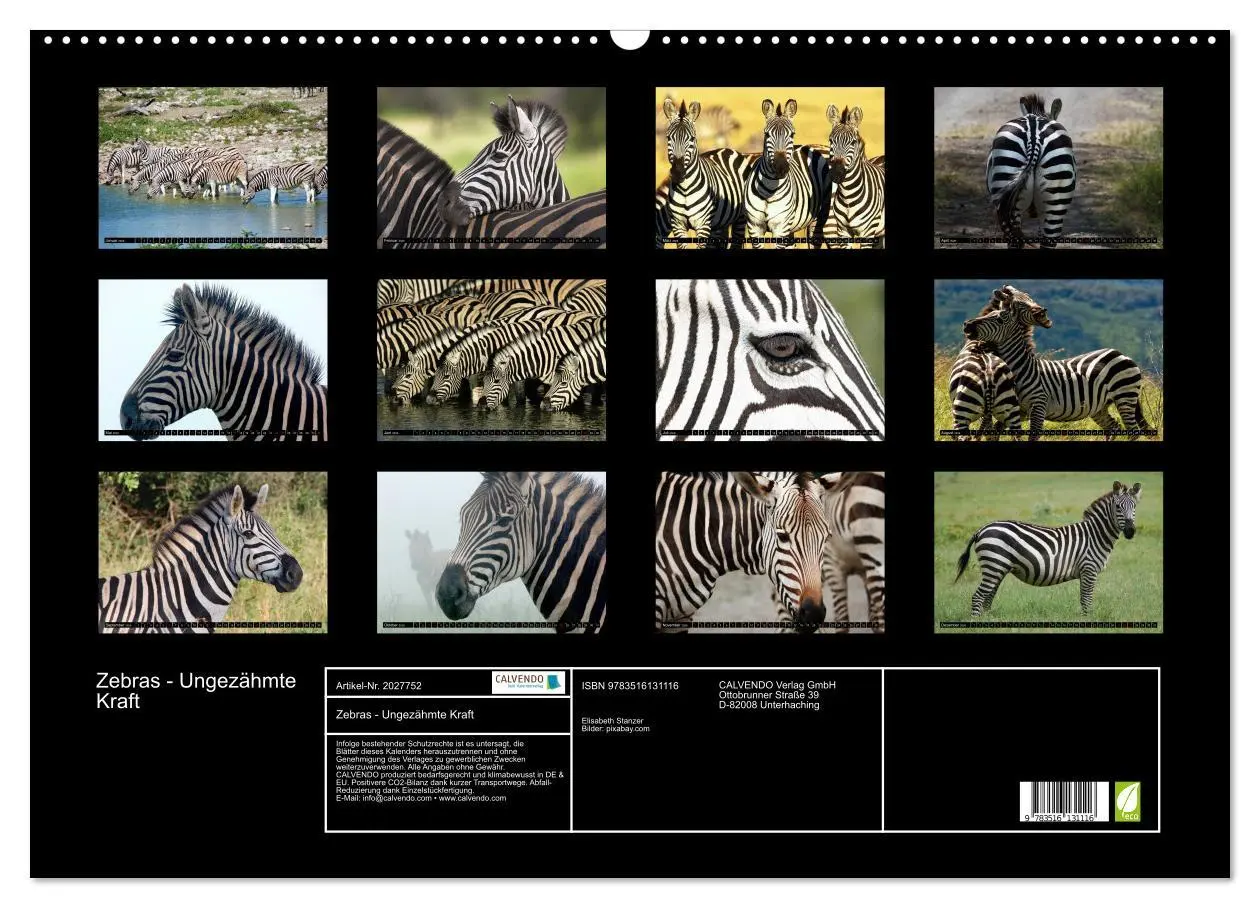 Bild: 9783516131116 | Zebras - Ungezähmte Kraft (Wandkalender 2026 DIN A2 quer), CALVENDO...