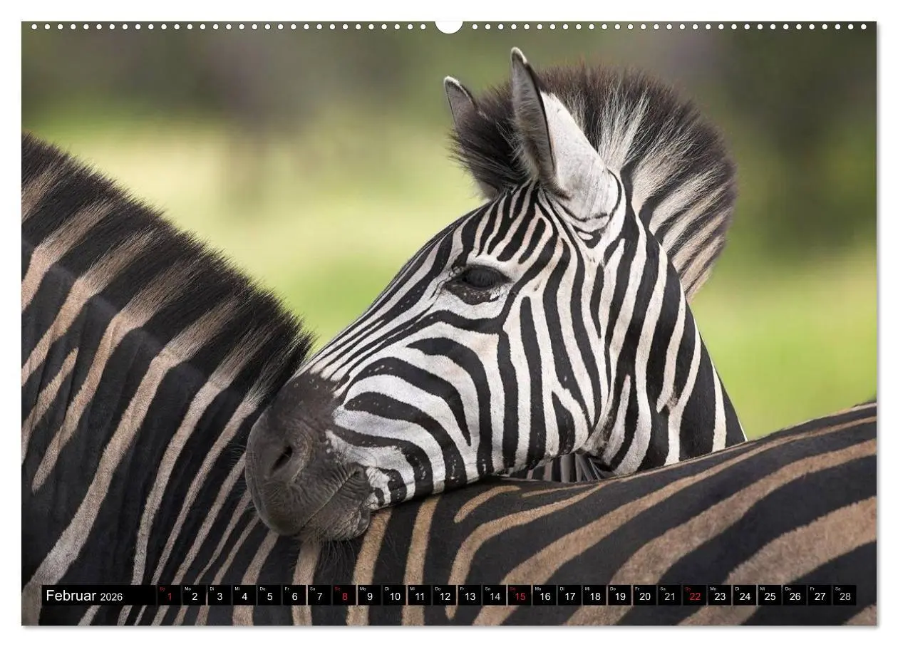 Bild: 9783516131116 | Zebras - Ungezähmte Kraft (Wandkalender 2026 DIN A2 quer), CALVENDO...
