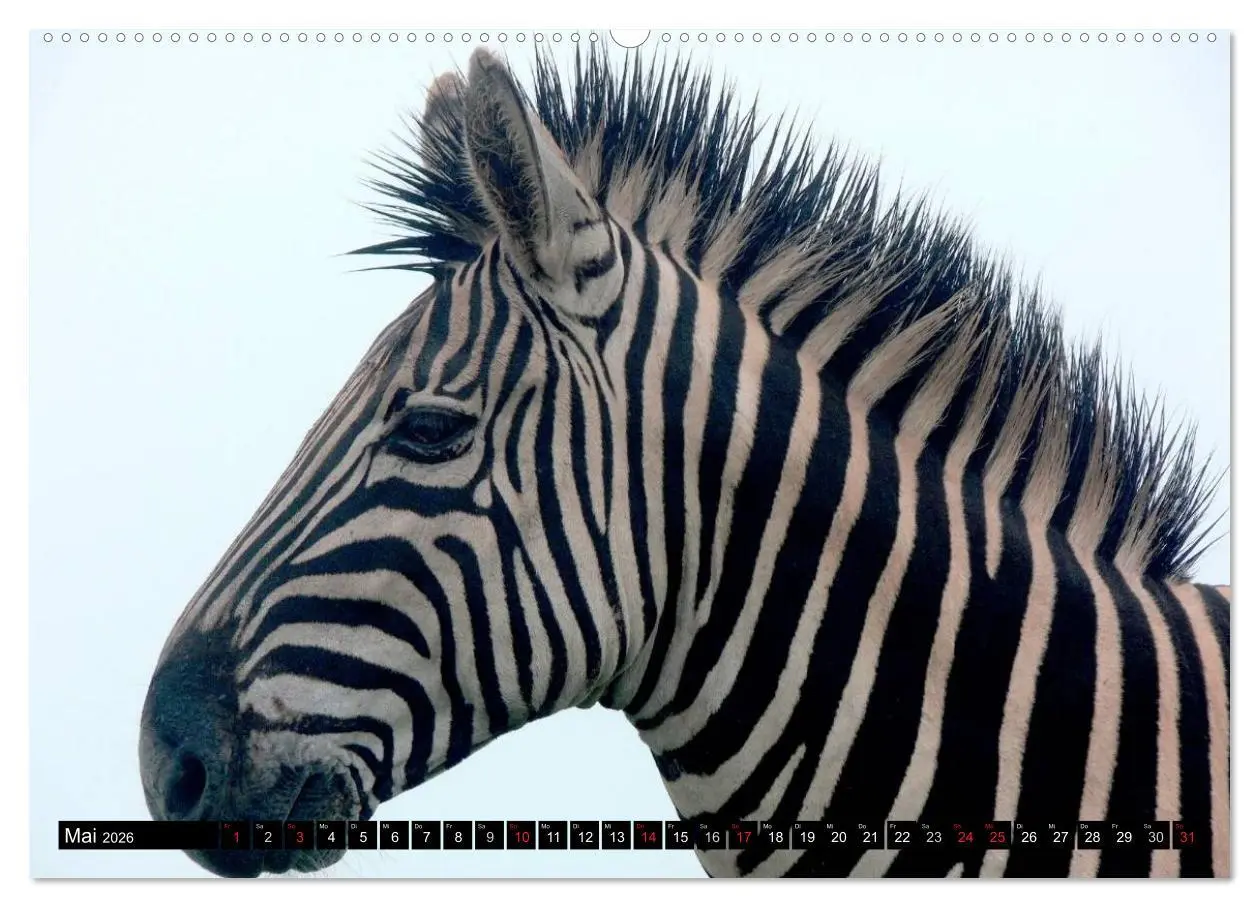 Bild: 9783516131116 | Zebras - Ungezähmte Kraft (Wandkalender 2026 DIN A2 quer), CALVENDO...