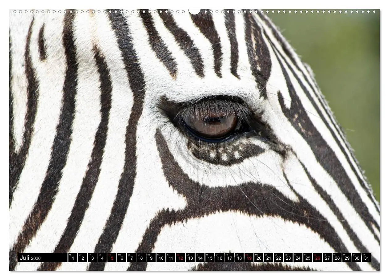 Bild: 9783516131116 | Zebras - Ungezähmte Kraft (Wandkalender 2026 DIN A2 quer), CALVENDO...
