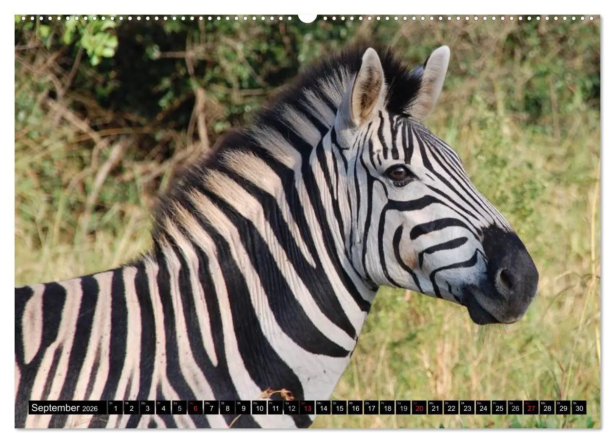 Bild: 9783516131116 | Zebras - Ungezähmte Kraft (Wandkalender 2026 DIN A2 quer), CALVENDO...