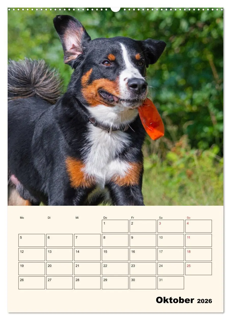 Bild: 9783516371116 | Appenzeller Sennenhund - Mit Plan durch das Jahr (hochwertiger...