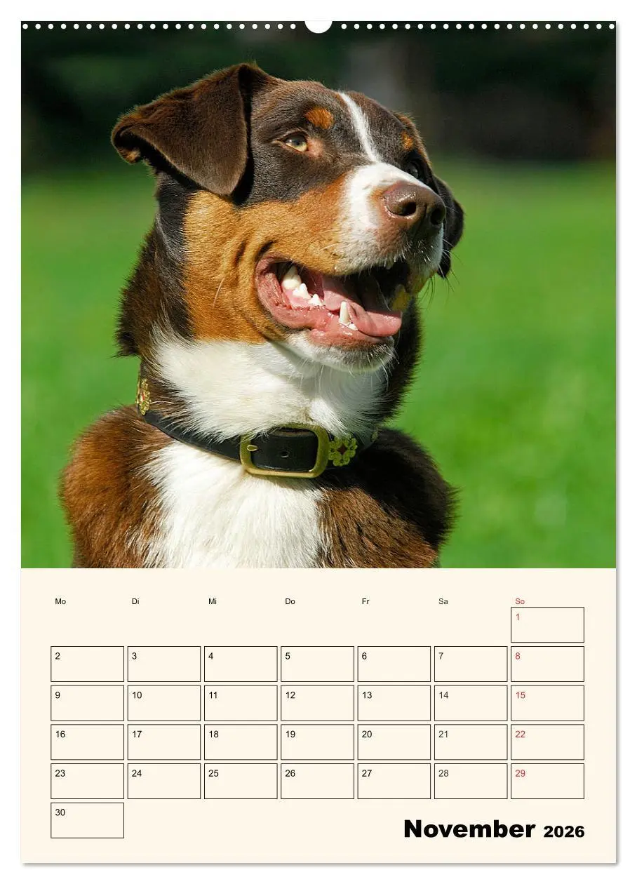 Bild: 9783516371116 | Appenzeller Sennenhund - Mit Plan durch das Jahr (hochwertiger...