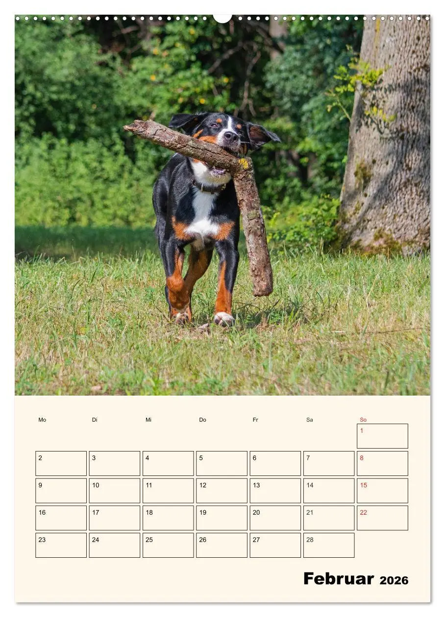 Bild: 9783516371116 | Appenzeller Sennenhund - Mit Plan durch das Jahr (hochwertiger...