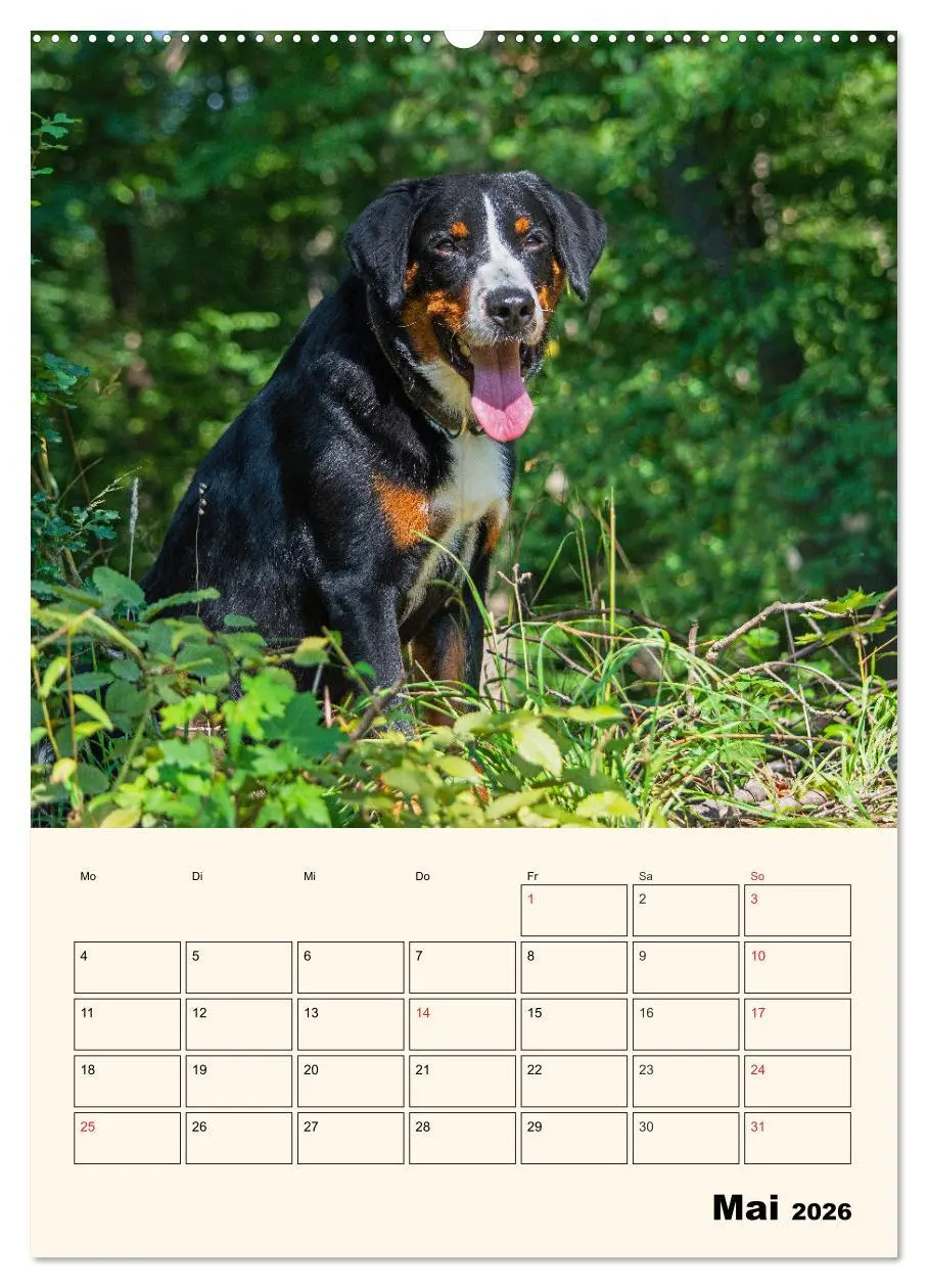 Bild: 9783516371116 | Appenzeller Sennenhund - Mit Plan durch das Jahr (hochwertiger...