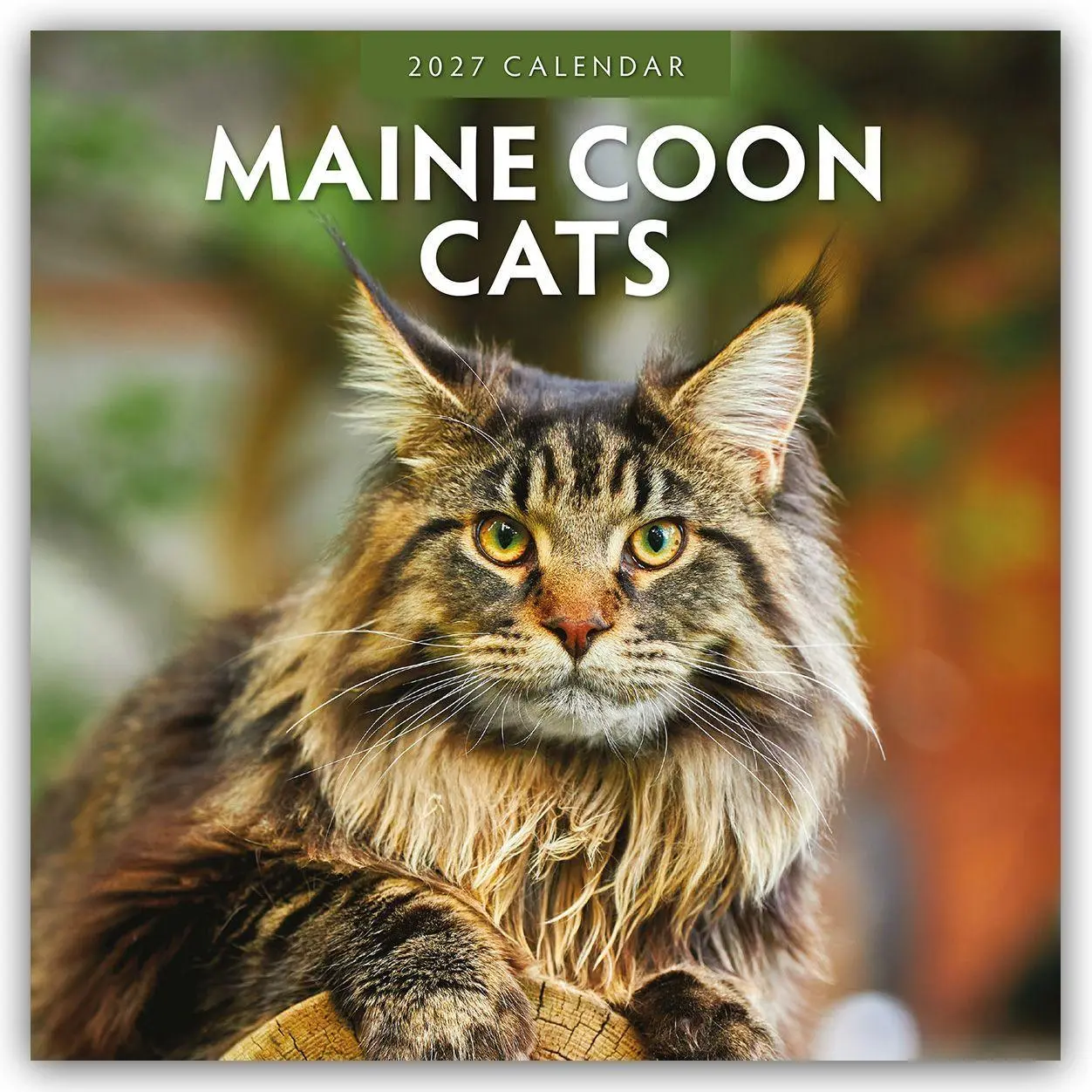 Cover: 9781837011216 | Maine Coon Cats - Maine Coon Katzen 2027 - 16-Monatskalender | Red