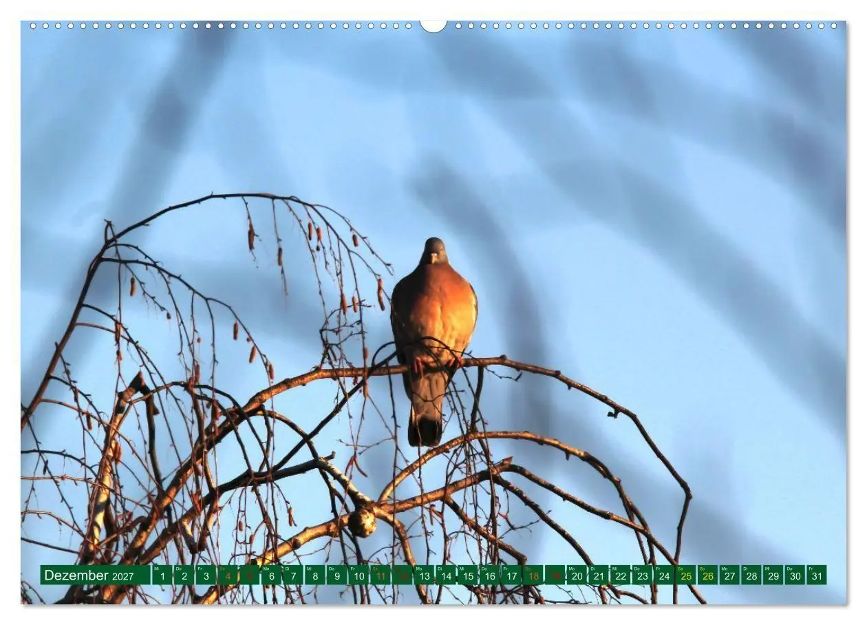 Bild: 9783569511316 | Ringeltauben (hochwertiger Premium Wandkalender 2027 DIN A2 quer),...