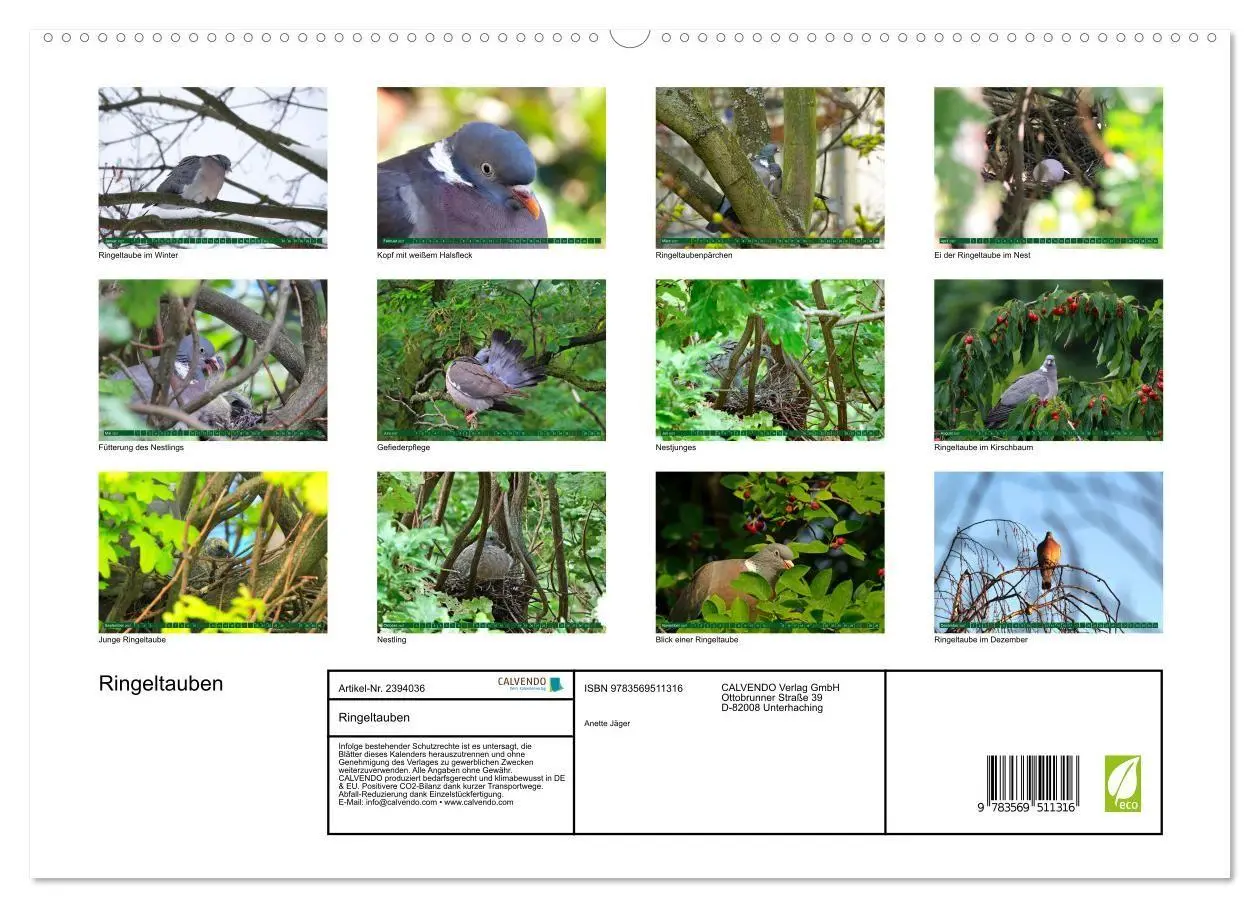 Bild: 9783569511316 | Ringeltauben (hochwertiger Premium Wandkalender 2027 DIN A2 quer),...