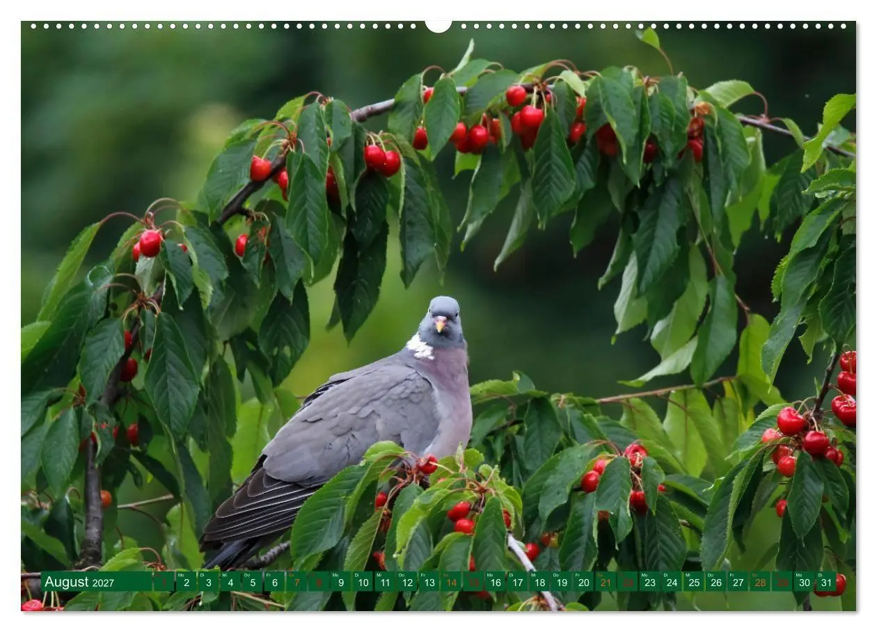 Bild: 9783569511316 | Ringeltauben (hochwertiger Premium Wandkalender 2027 DIN A2 quer),...
