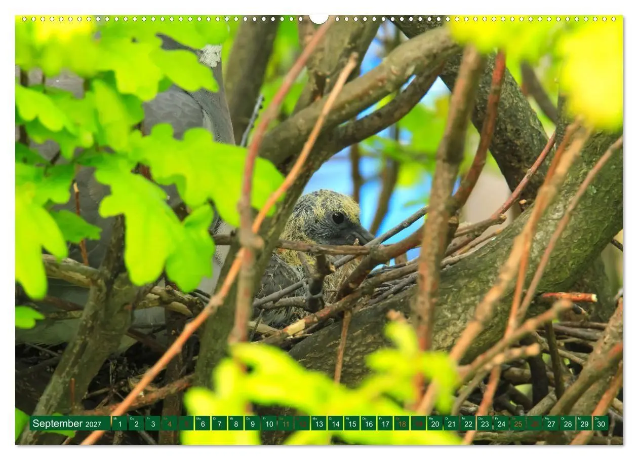 Bild: 9783569511316 | Ringeltauben (hochwertiger Premium Wandkalender 2027 DIN A2 quer),...