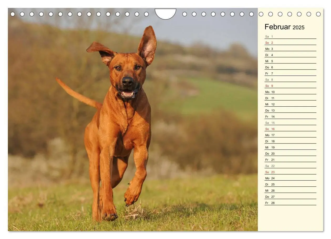Bild: 9783435541416 | Rhodesian Ridgeback 2025 (Wandkalender 2025 DIN A4 quer), CALVENDO...