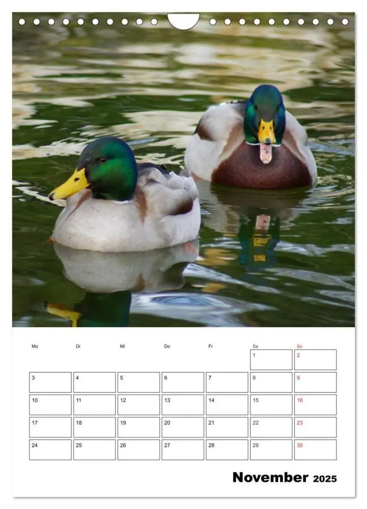 Bild: 9783457011416 | Liebenswerte Enten (Wandkalender 2025 DIN A4 hoch), CALVENDO...
