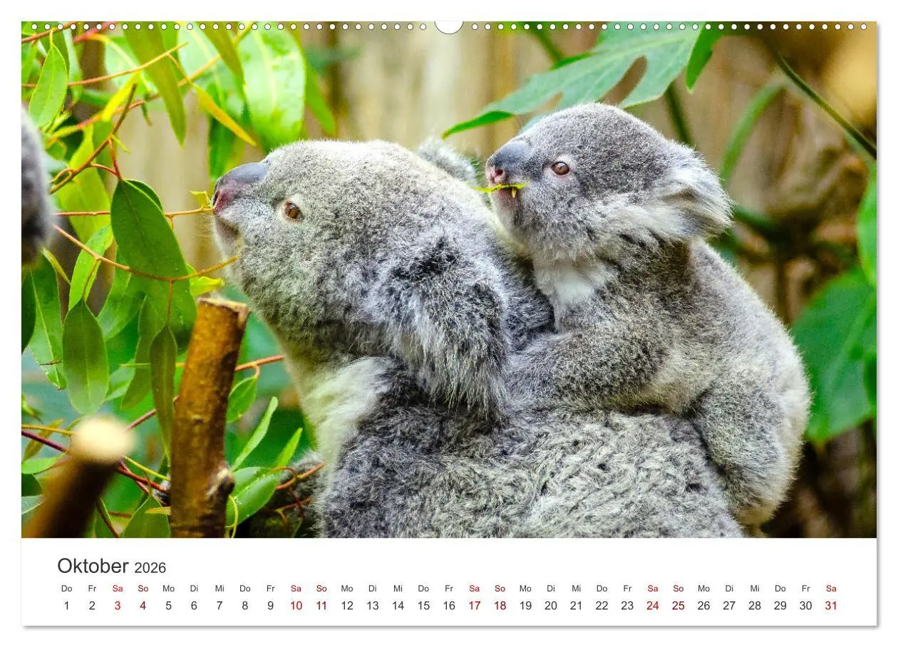 Bild: 9783457551516 | Knuffige Koalabären (hochwertiger Premium Wandkalender 2026 DIN A2...