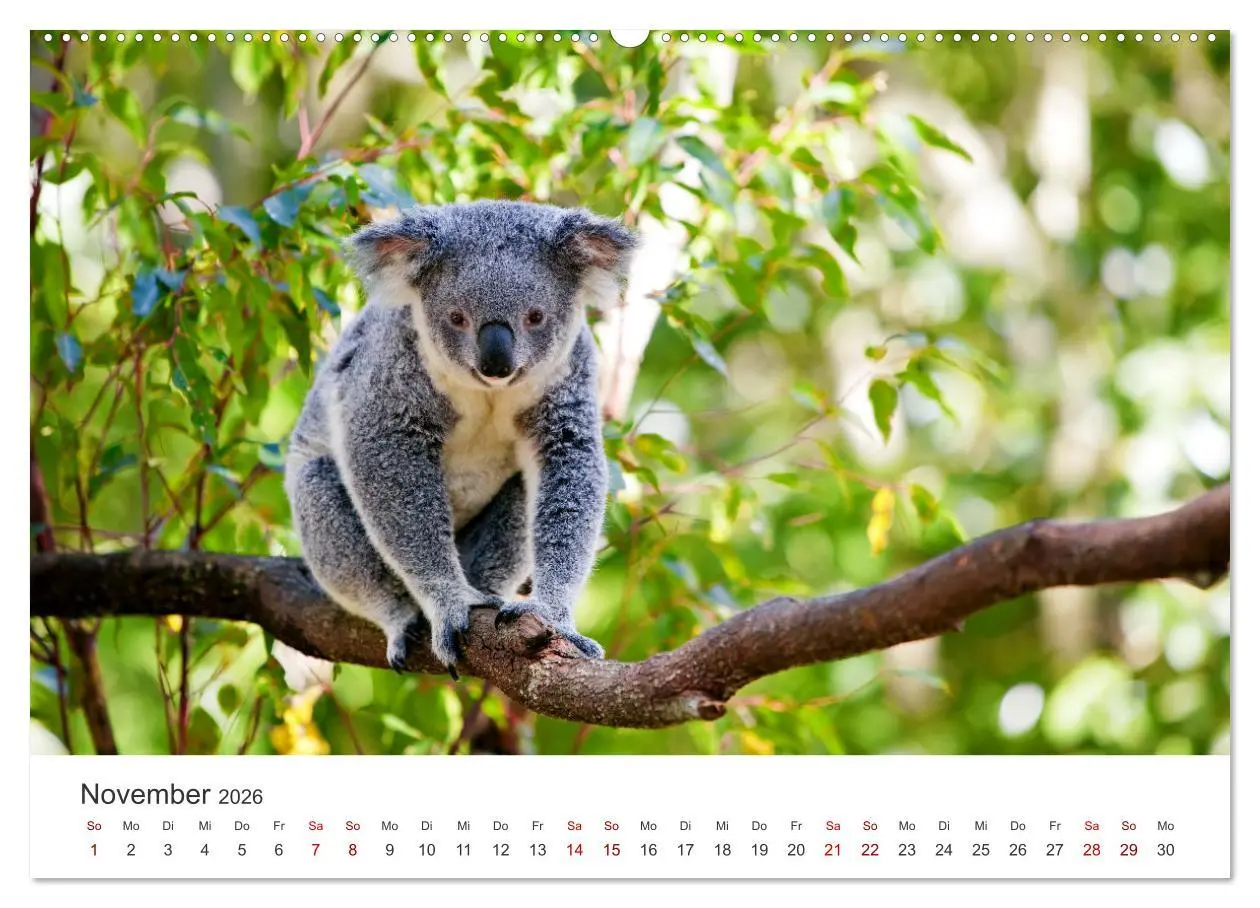 Bild: 9783457551516 | Knuffige Koalabären (hochwertiger Premium Wandkalender 2026 DIN A2...