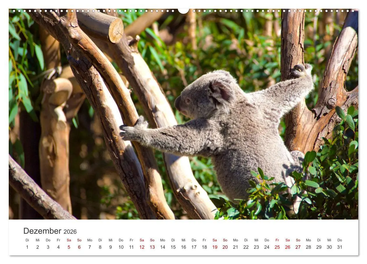 Bild: 9783457551516 | Knuffige Koalabären (hochwertiger Premium Wandkalender 2026 DIN A2...