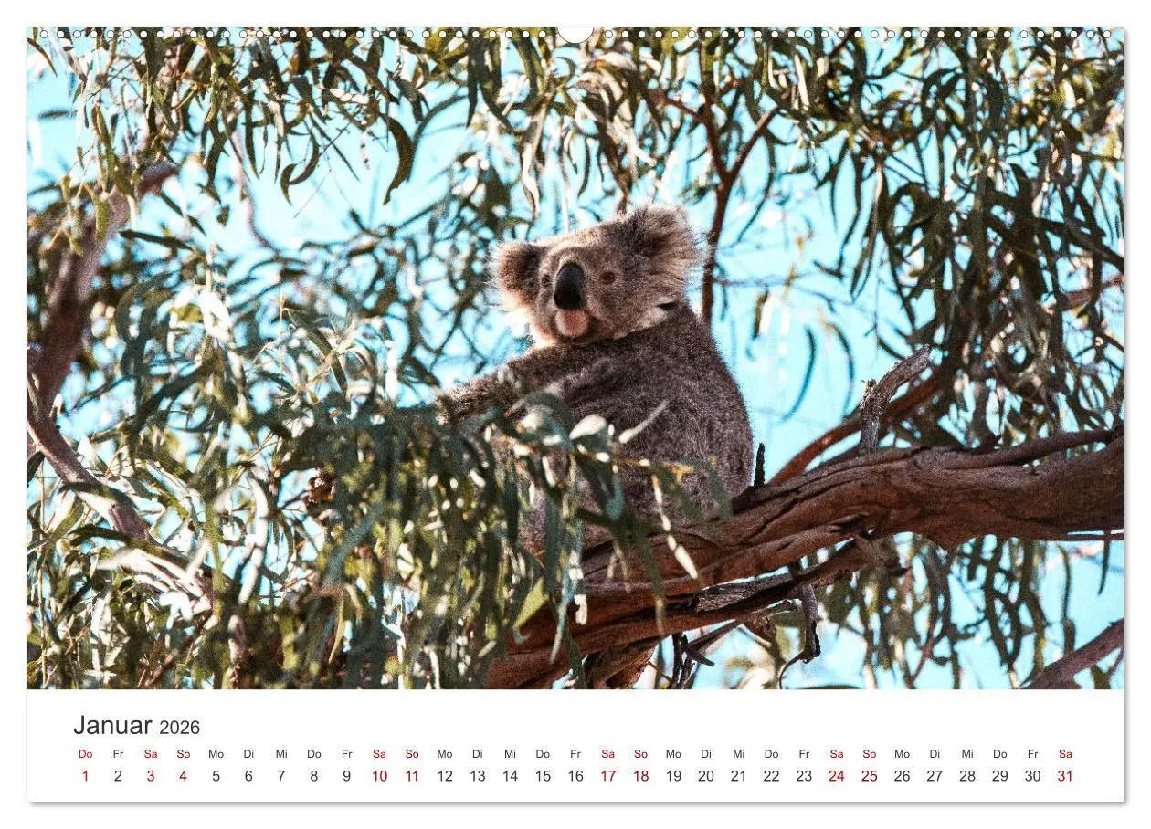 Bild: 9783457551516 | Knuffige Koalabären (hochwertiger Premium Wandkalender 2026 DIN A2...