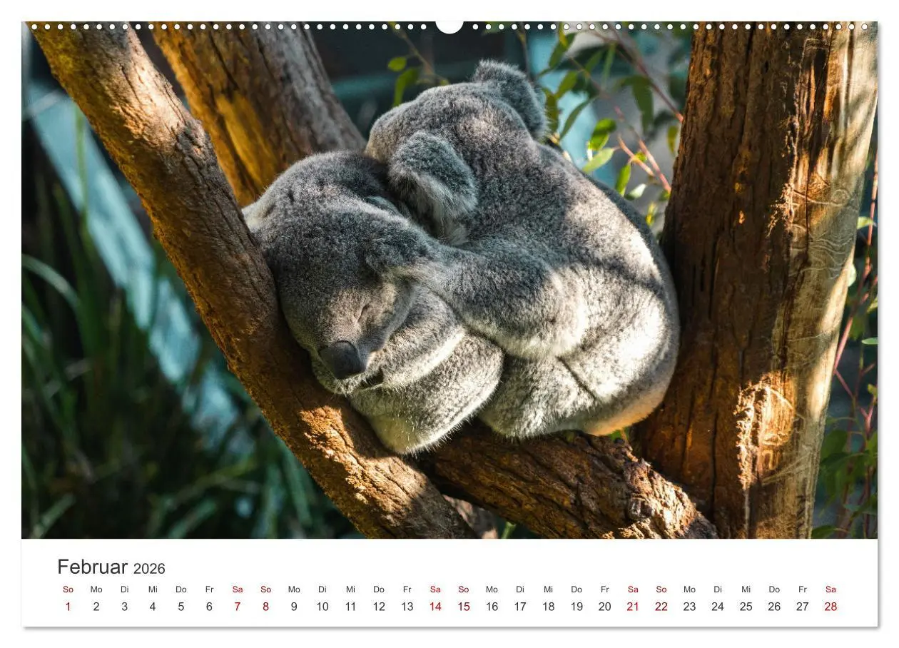 Bild: 9783457551516 | Knuffige Koalabären (hochwertiger Premium Wandkalender 2026 DIN A2...