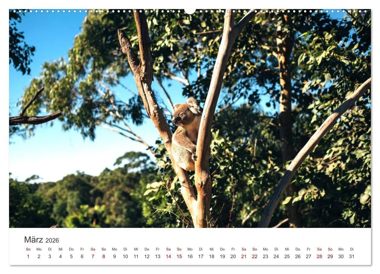 Bild: 9783457551516 | Knuffige Koalabären (hochwertiger Premium Wandkalender 2026 DIN A2...