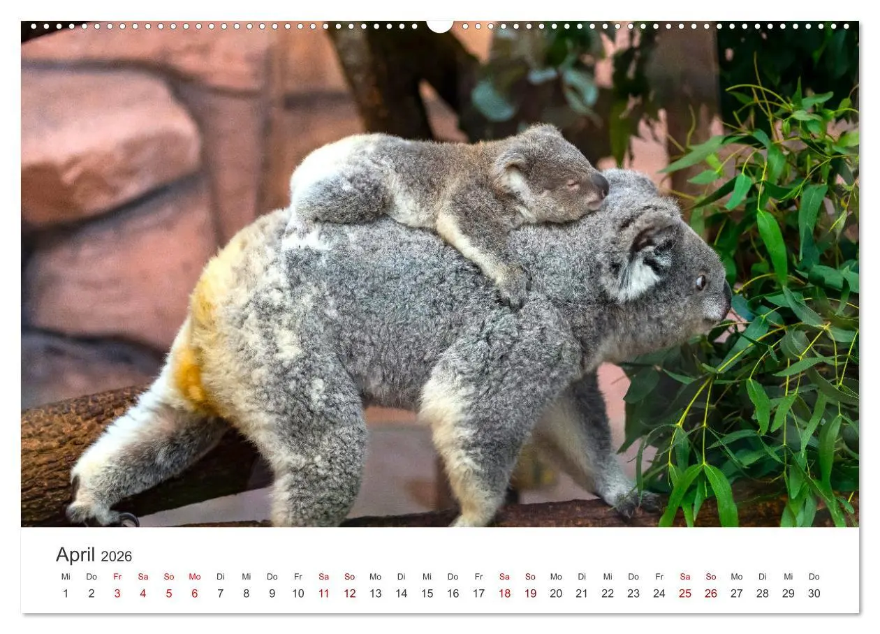 Bild: 9783457551516 | Knuffige Koalabären (hochwertiger Premium Wandkalender 2026 DIN A2...
