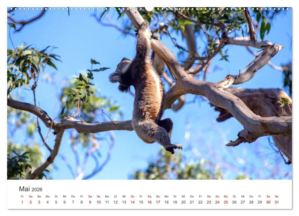 Bild: 9783457551516 | Knuffige Koalabären (hochwertiger Premium Wandkalender 2026 DIN A2...