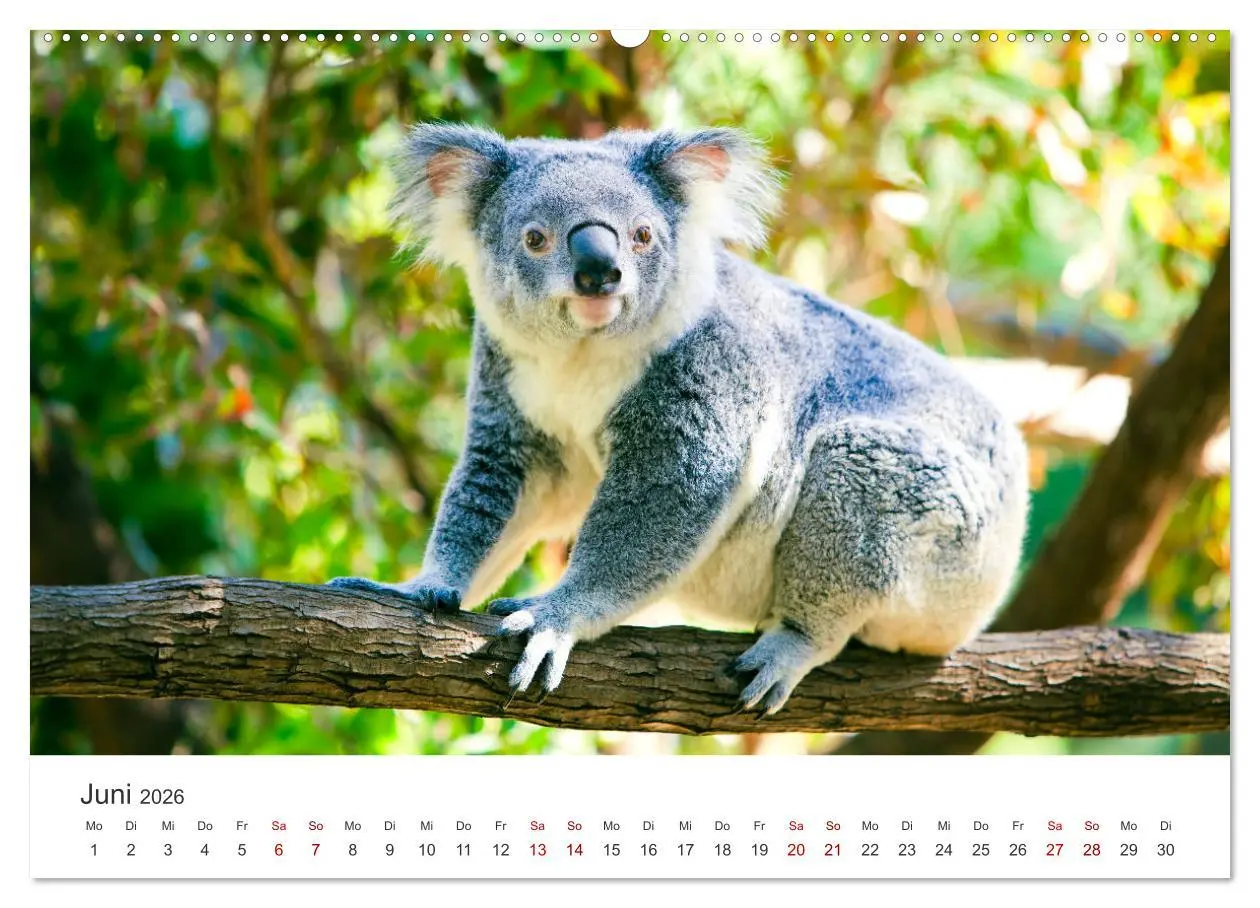 Bild: 9783457551516 | Knuffige Koalabären (hochwertiger Premium Wandkalender 2026 DIN A2...