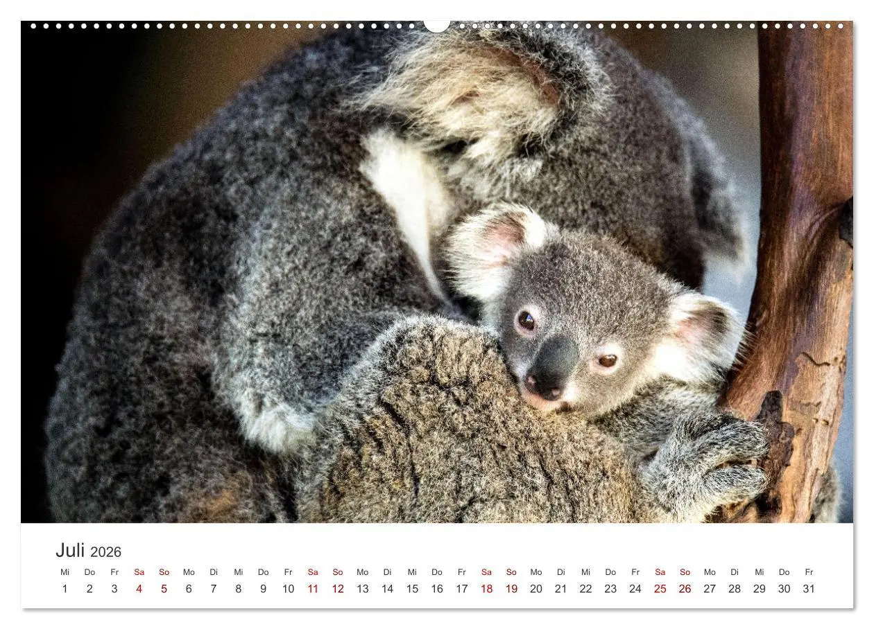 Bild: 9783457551516 | Knuffige Koalabären (hochwertiger Premium Wandkalender 2026 DIN A2...