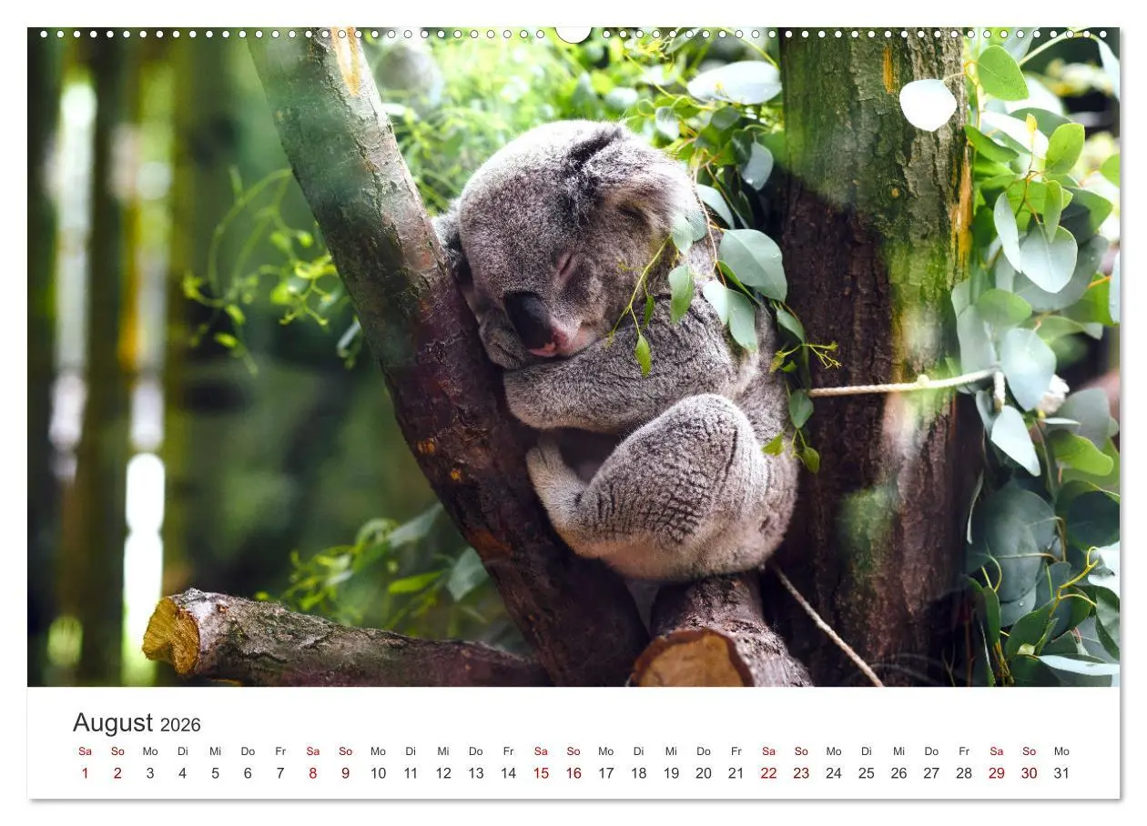 Bild: 9783457551516 | Knuffige Koalabären (hochwertiger Premium Wandkalender 2026 DIN A2...