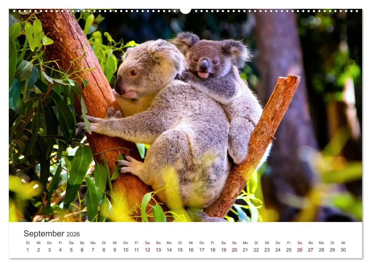 Bild: 9783457551516 | Knuffige Koalabären (hochwertiger Premium Wandkalender 2026 DIN A2...
