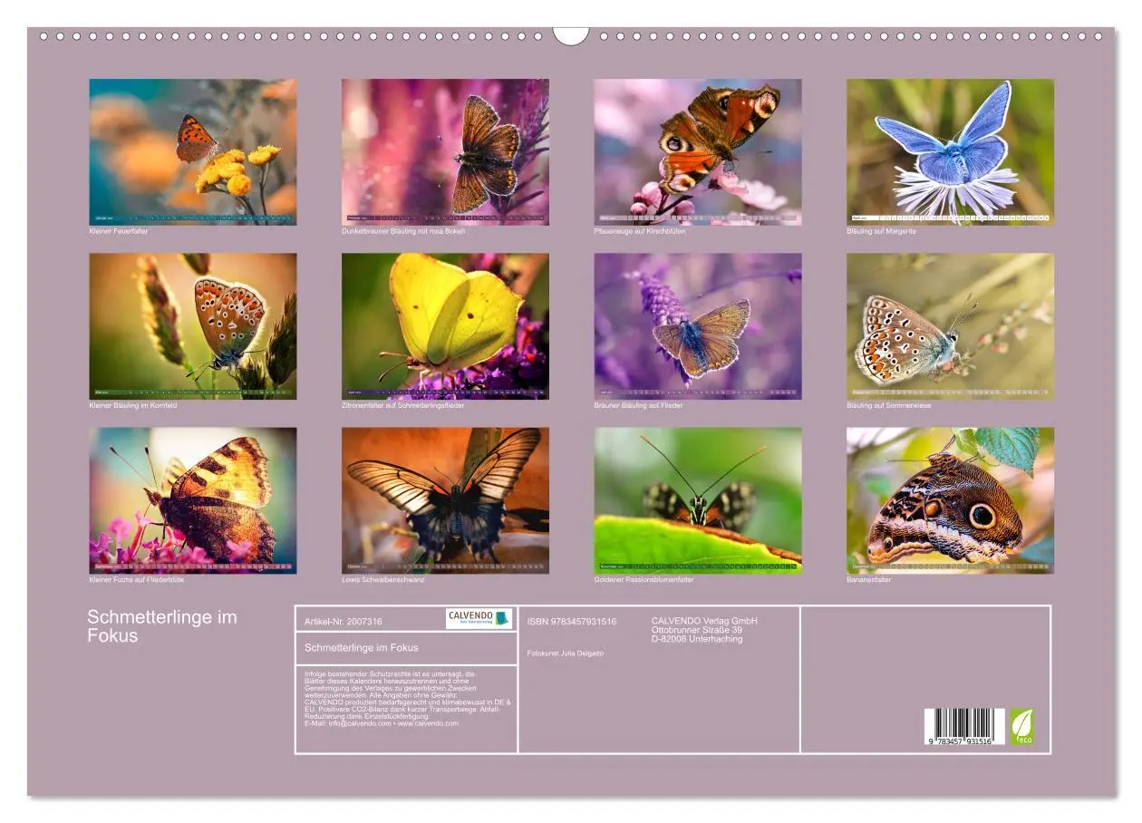 Bild: 9783457931516 | Schmetterlinge im Fokus (Wandkalender 2026 DIN A2 quer), CALVENDO...