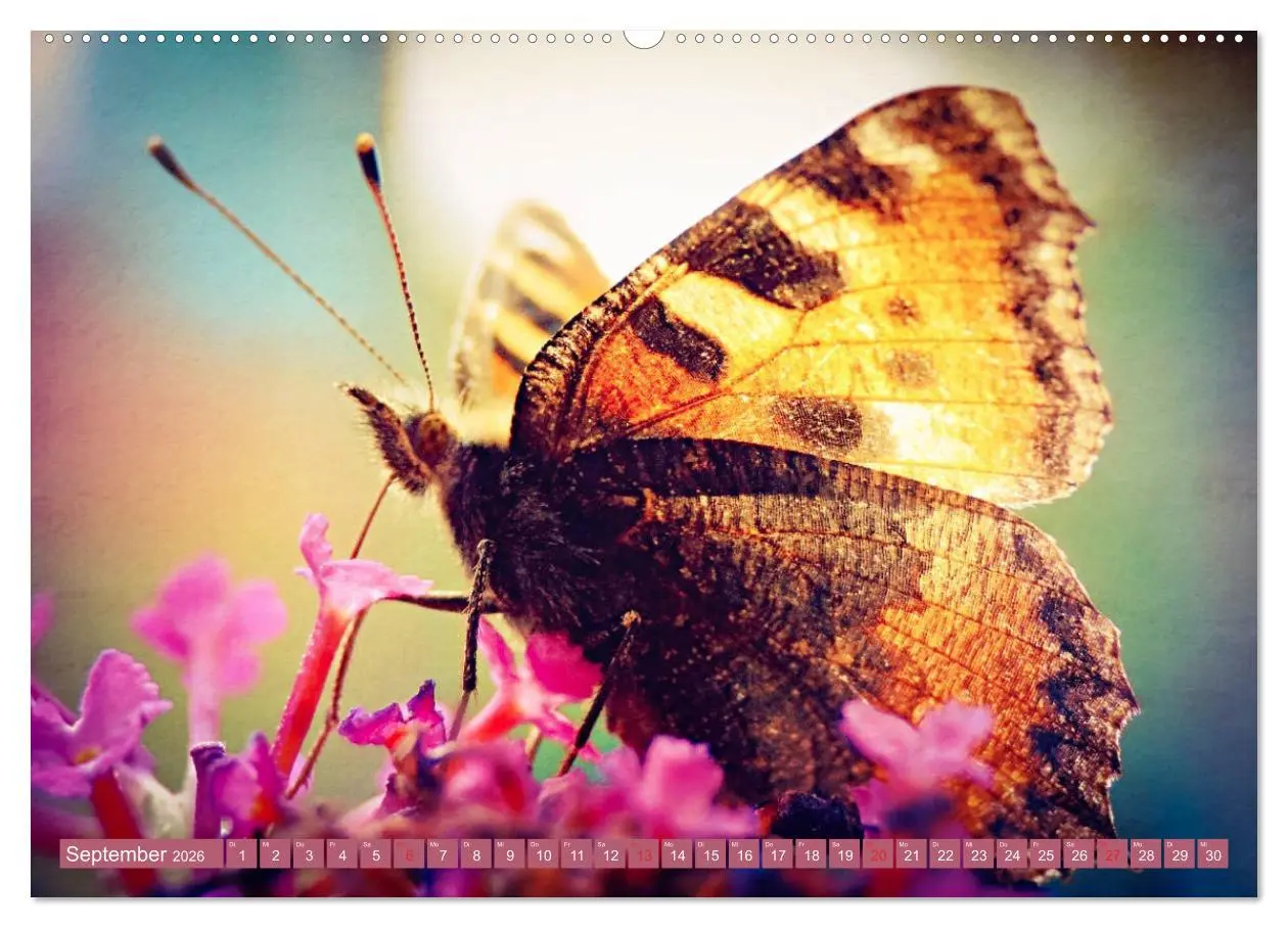 Bild: 9783457931516 | Schmetterlinge im Fokus (Wandkalender 2026 DIN A2 quer), CALVENDO...
