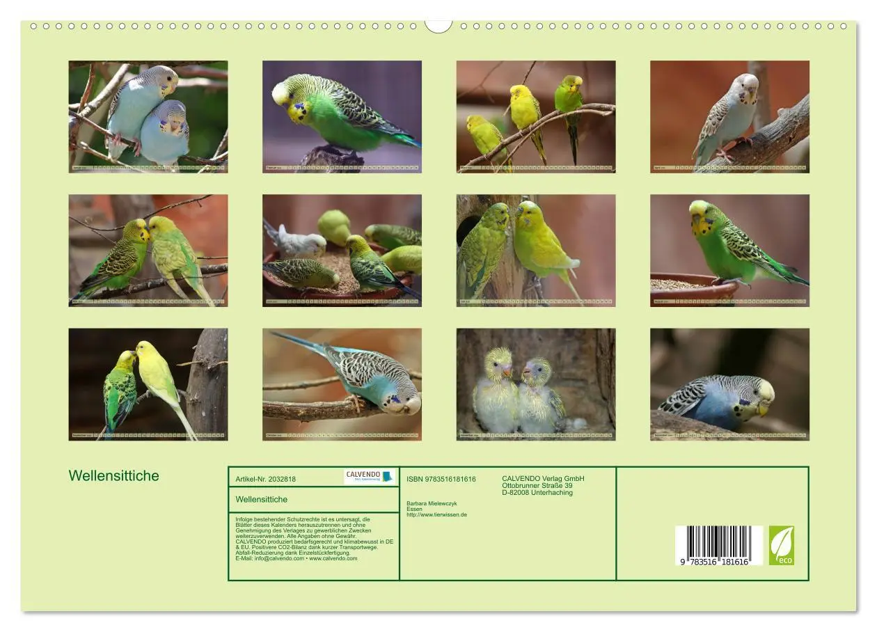 Bild: 9783516181616 | Wellensittiche (hochwertiger Premium Wandkalender 2026 DIN A2...