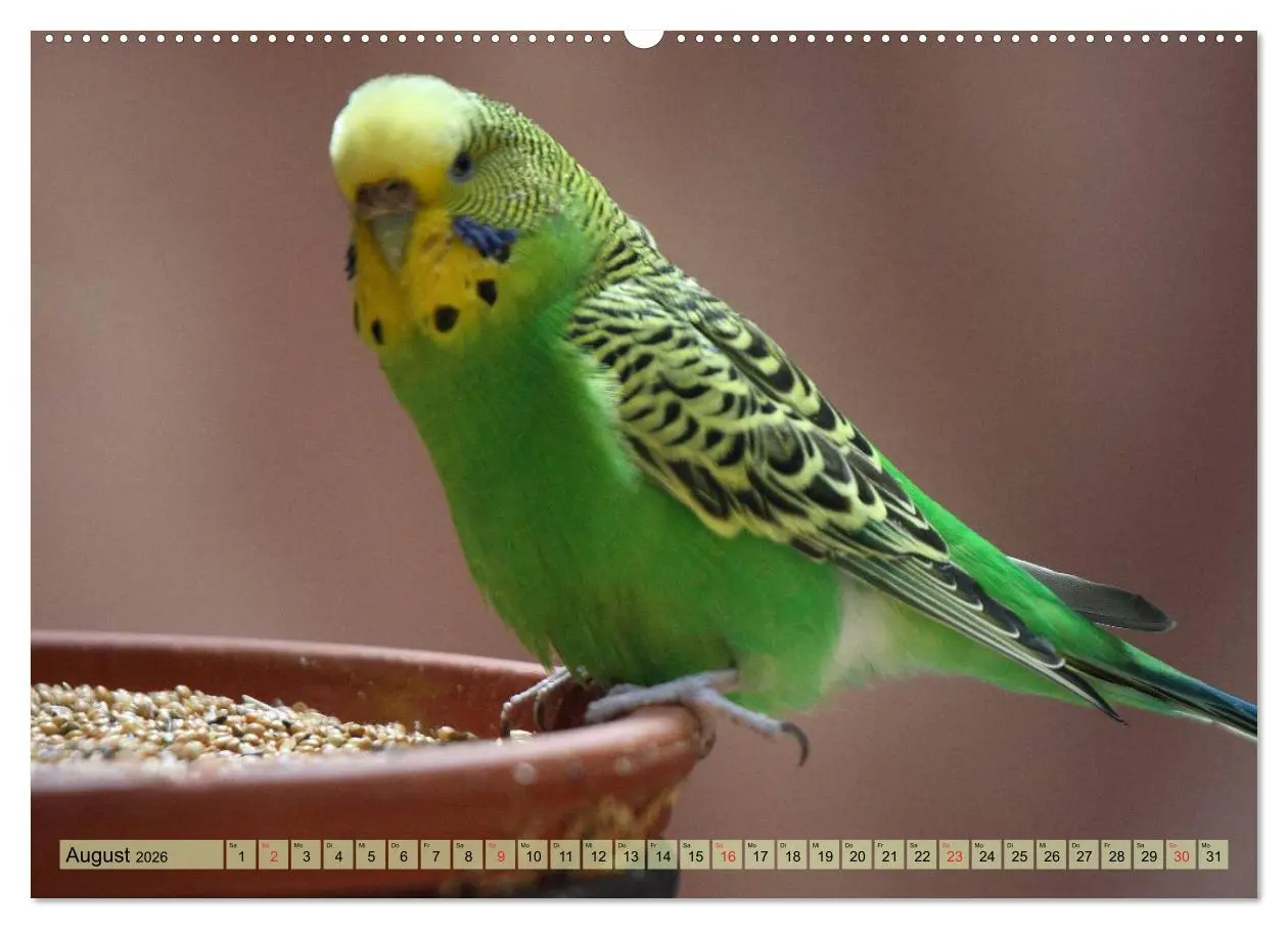 Bild: 9783516181616 | Wellensittiche (hochwertiger Premium Wandkalender 2026 DIN A2...