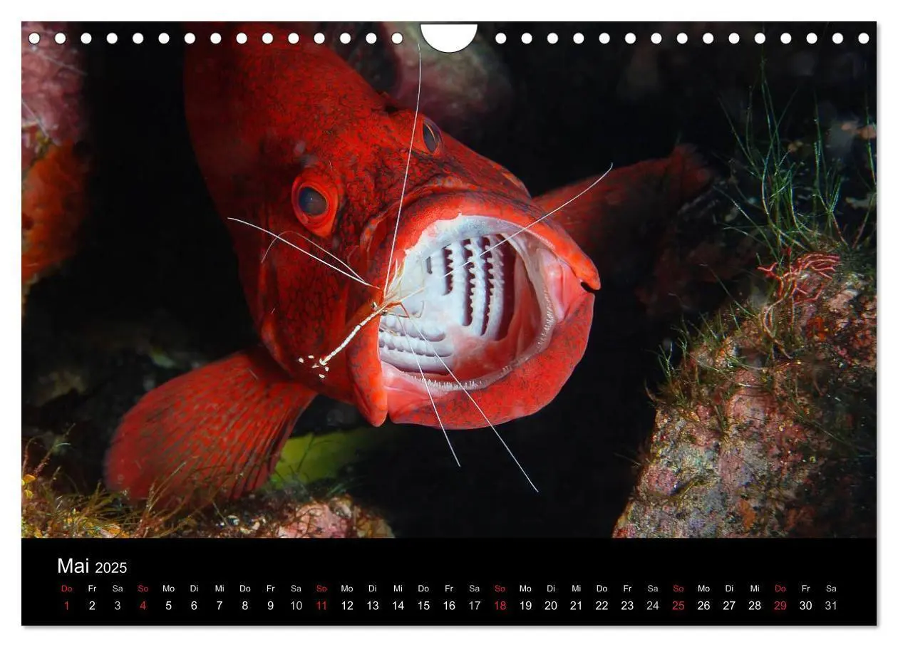 Bild: 9783435661916 | Unterwasser (Wandkalender 2025 DIN A4 quer), CALVENDO Monatskalender