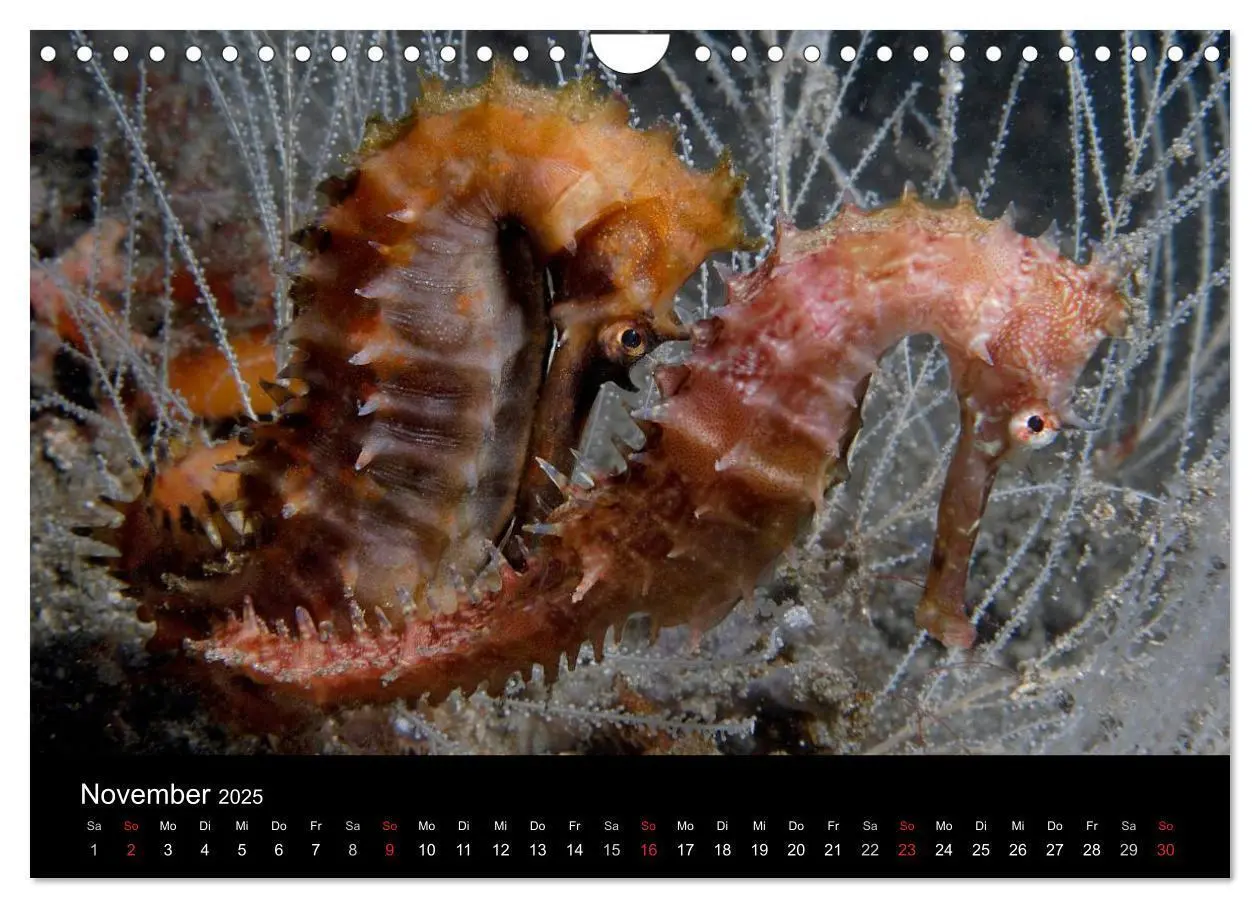 Bild: 9783435661916 | Unterwasser (Wandkalender 2025 DIN A4 quer), CALVENDO Monatskalender
